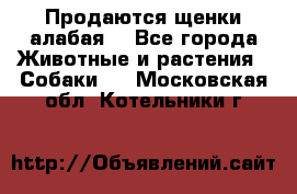 Продаются щенки алабая  - Все города Животные и растения » Собаки   . Московская обл.,Котельники г.